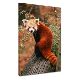 obrazy-40x60-pandka-ruda-panda-mala-panda-czerwona-mniejsza