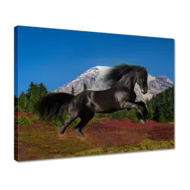 obrazy-40x30-ogier-fryzyjski-kon-konie