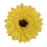 gerbera-glowka-musztardowa