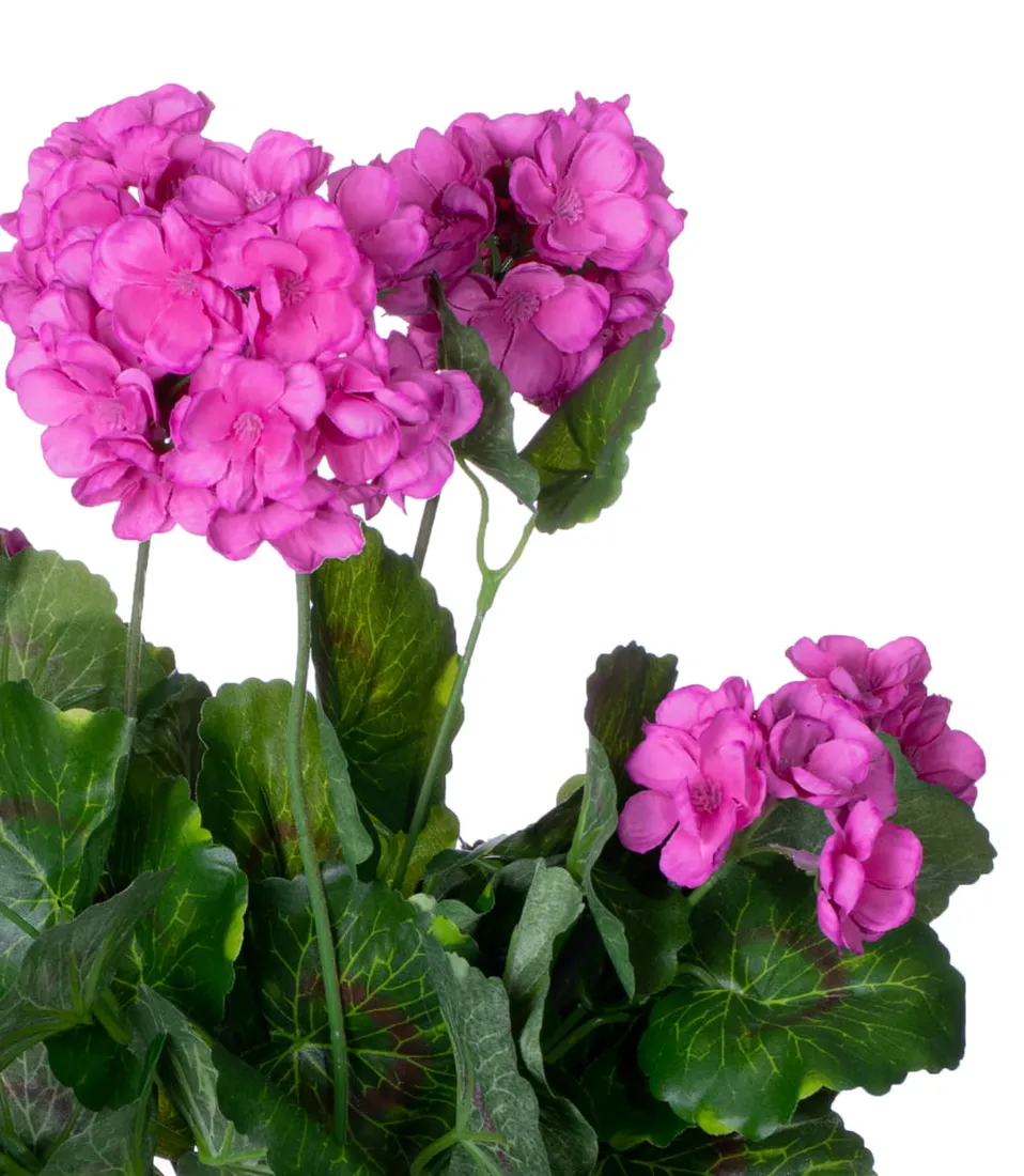 pelargonia-rozowofioletowa