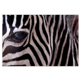 plakaty-155x105-makro-fotografia-zebra