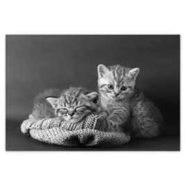 plakaty-120x80-kotki-kiciusie-koty-bw