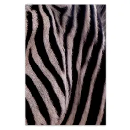 plakaty-62x93-makro-fotografia-zebra