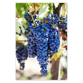 plakaty-62x93-wino-winogrona-winnica