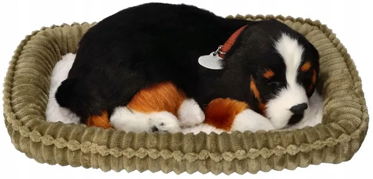 perfect-petzzz-oddychajacy-bernenczyk-do