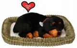 piesek-oddychajacy-rottweiler-marka-perfect-petzzz