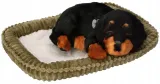 piesek-oddychajacy-rottweiler-certyfikaty-opinie-atesty-ce