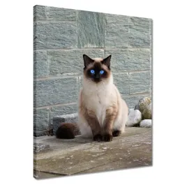 obrazy-40x50-kot-kotek-kotki-kicia