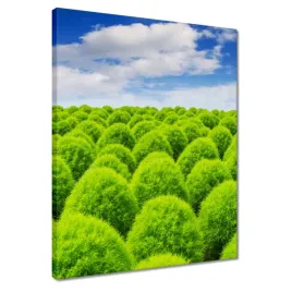 obrazy-40x50-zielone-spojrzenie-dolina