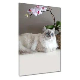 obrazy-60x90-kot-rasy-ragdoll