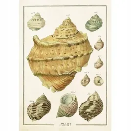 karnet-st503-b6-koperta-muszle-skona-ting
