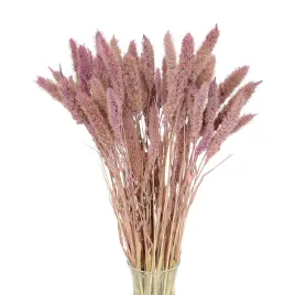 suszona-setaria-italica-fioletowa-trawa-suszona-ozdobna-50-szt