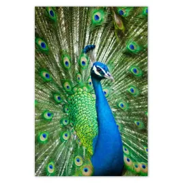 plakaty-40x60-paw-w-okresie-godowym