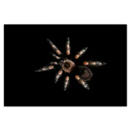 plakaty-60x40-wielka-tarantula-pajak