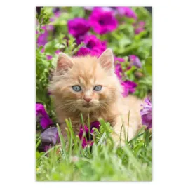plakaty-80x120-kot-kotek-kotki-koty