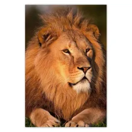 plakaty-40x60-lew