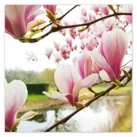 plakaty-50x50-magnolie-w-poznaniu-kwiat