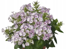 floks-wiechowaty-plomyk-flame-lilac-star-sadzonka-p9-jasny-fiolet