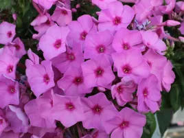 floks-plomyk-rozowe-kwiaty-flame-pink-bylina-sadzonka-p9