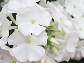 floks-plomyk-wiechowaty-flame-pro-white-sadzonka-p9-bialy