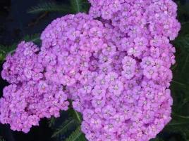 krwawnik-pospolity-ozdobny-appleblossom-sadzonka-p9-rozowy