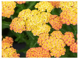 krwawnik-zolty-skysail-yellow-naturalna-bylina-do-ogrodu-na-susze-p9