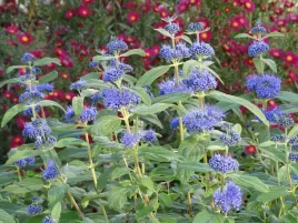 barbula-klandonska-dark-knight-niebieskie-kwiaty-do-donic-ogrodu-p9