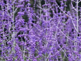 perowskia-lobodolistna-blue-spire-sadzonka-p9-niebiesko-fioletowa