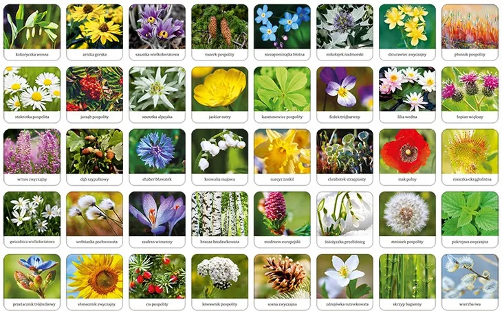 flora-polski-memory-waga-z-opakowaniem-0-49-kg