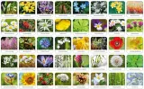 flora-polski-memory-waga-z-opakowaniem-0-49-kg