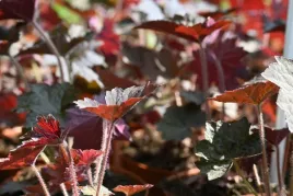 zurawka-amerykanska-palace-purple-select-heuchera-americana