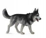pies-rasy-siberian-husky