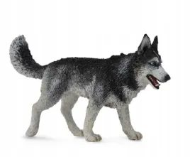 pies-rasy-siberian-husky