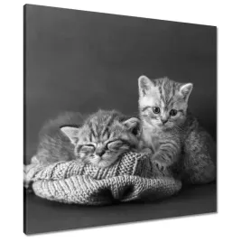 obrazy-60x60-kotki-kiciusie-koty-bw