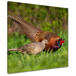 obrazy-60x60-rodzina-bazantow-ptaki