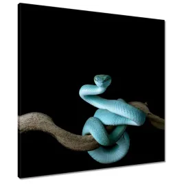 obrazy-60x60-niebieski-viper-snake