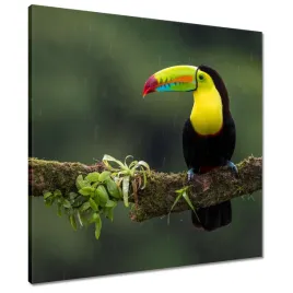 obrazy-60x60-piekny-tukan-na-galezi