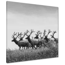 obrazy-60x60-stado-jeleni-rogacze
