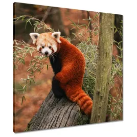 obrazy-60x60-pandka-ruda-panda-mala-panda-czerwona-mniejsza