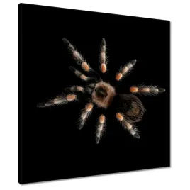obrazy-60x60-wielka-tarantula-pajak
