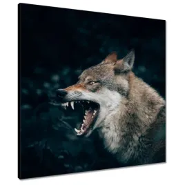 obrazy-60x60-wilk-wilki-wolf