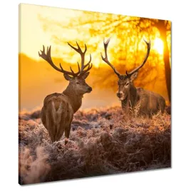 obrazy-60x60-jelenie-o-poranku