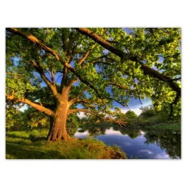 plakaty-40x30-dab-w-rogalinie-zachod
