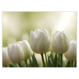 plakaty-40x30-biale-tulipany