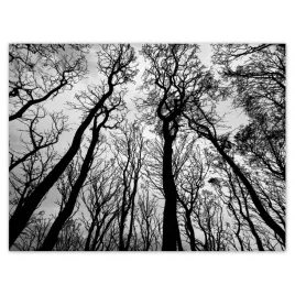 plakaty-40x30-las-drzewa-widok-z-dolu