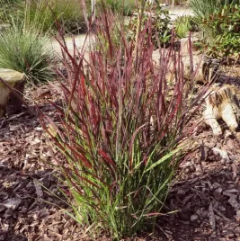 proso-rozgowate-warrior-sadzonka-piekna-trawa-ozdobna-ozdoba-ogrodu-balkonu