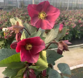 ciemiernik-helleborus-scarletta-ciemnoczerwone-kwiaty-zimy