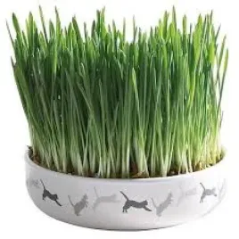 miska-ceramiczna-na-trawe-trawa-dla-kota-50g-trixie-42341