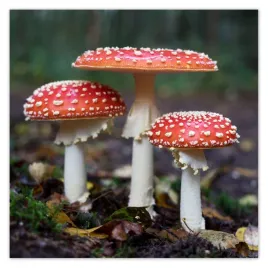 naklejki-50x50-makrofotografia-macrofoto