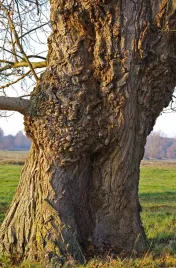 topola-czarna-populus-nigra-80-120-cm